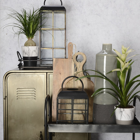 Bunnik Plants Trends 2 91618