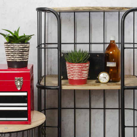 Bunnik Plants Trends 3 91619