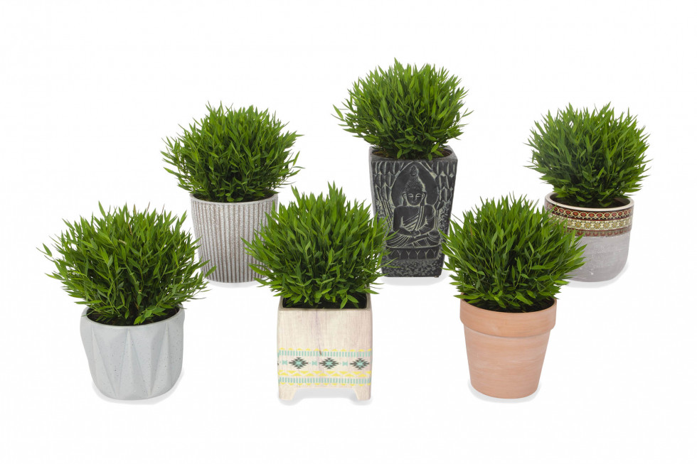 Bunnik Plants 92485