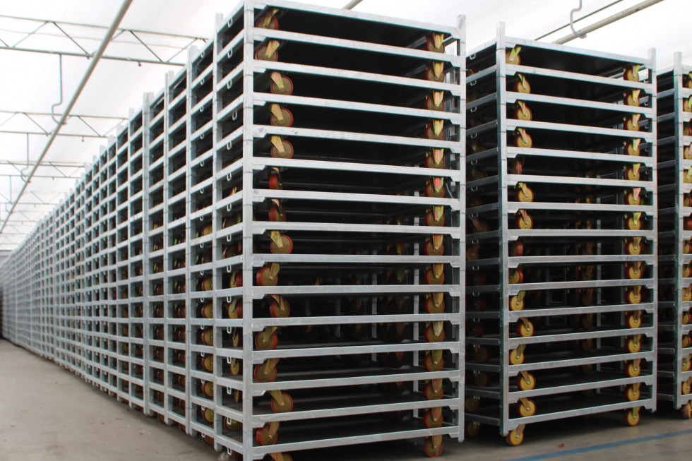 Bunnik Plants 80093