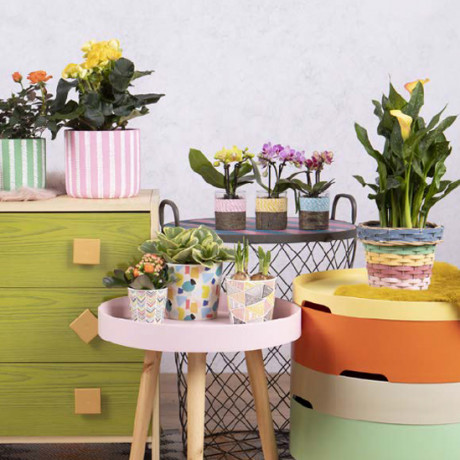 Bunnik Plants Trends 4 92910