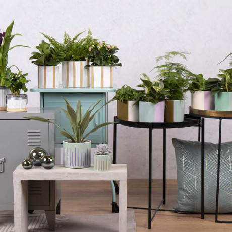 Bunnik Plants Trends 3 92910