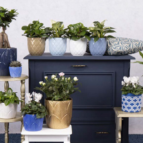 Bunnik Plants Trends 1 92910