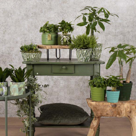 Bunnik Plants Trends 2 92910