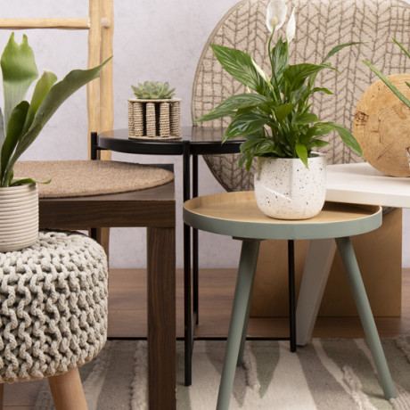 Bunnik Plants Trends 1 91623