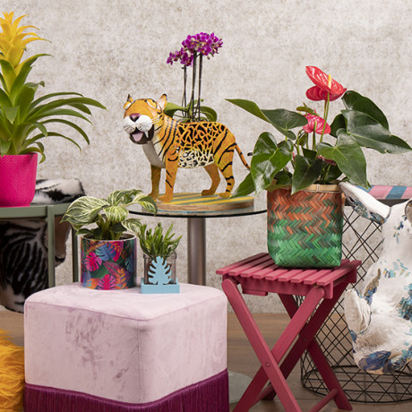 Bunnik Plants Trends 3 91623