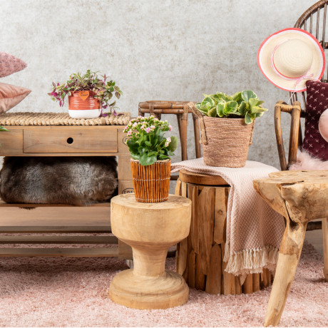 Bunnik Plants Trends 1 91621