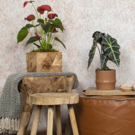 Bunnik Plants Trends 1 91616