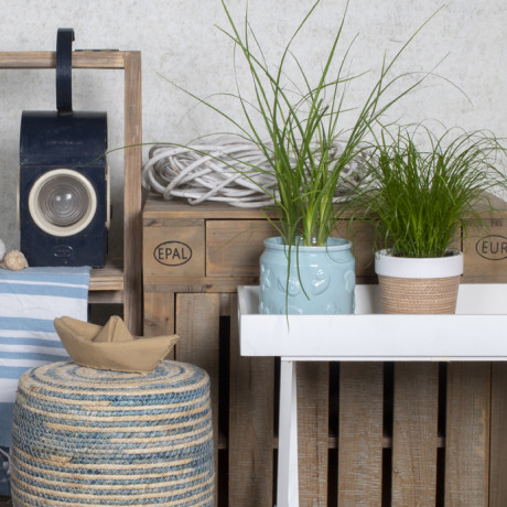 Bunnik Plants Trends 4 91616