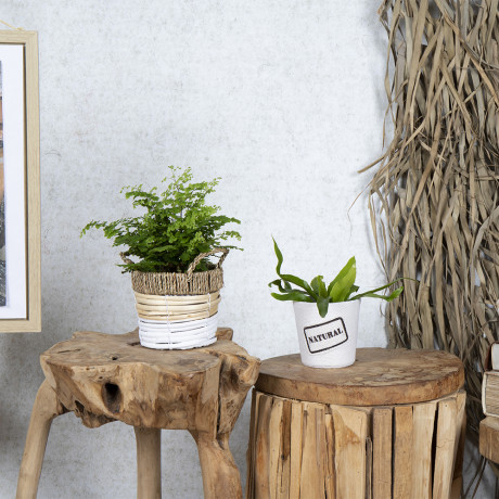 Bunnik Plants Trends 2 91620