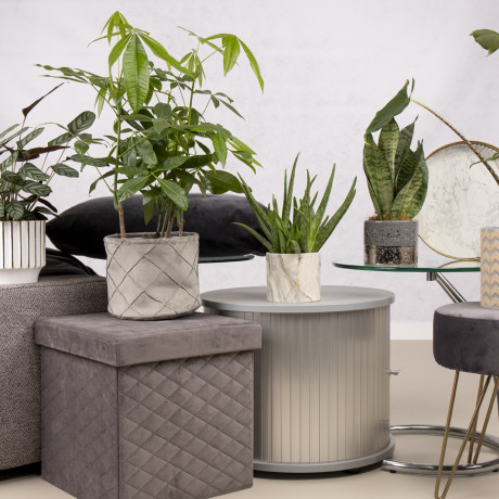 Bunnik Plants Trends 1 92830