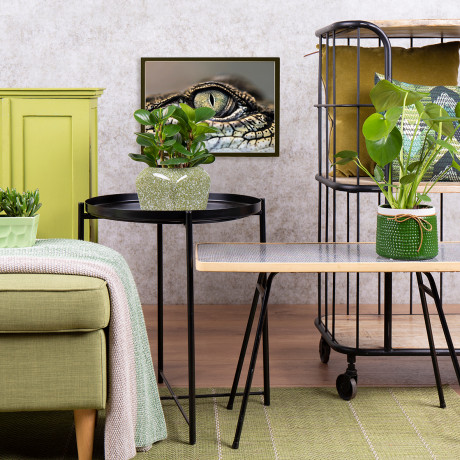 Bunnik Plants Trends 3 91621